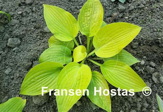 Hosta Love's Purest Light